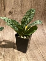Paphiopedilum Fulgens (hookerae × Marmorophyllum) BS (2” pot) - Image 2