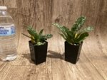 Paphiopedilum Fulgens (hookerae × Marmorophyllum) BS (2” pot) - Image 3