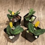 Paphiopedilum Helen Congleton (Norito Hasegawa x delenatii v. vinicolor) (2" pot)
