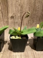 In Spike Paphiopedilum Fairy Bird (3.5” pot) - Image 8