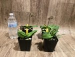 In Spike Paphiopedilum Fairy Bird (3.5” pot) - Image 5