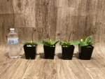 In Spike Paphiopedilum Fairy Bird (3.5” pot) - Image 11