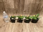 In Spike Paphiopedilum Fairy Bird (3.5” pot) - Image 10