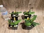 In Spike Paphiopedilum Fairy Bird (3.5” pot) - Image 4