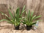 Quadruple Spikes Miltoniopsis Hajime Ono 'Maui Falls' AM/AOS (3.5" Pot) - Image 3