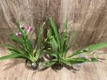 5 Spikes Miltoniopsis Hajime Ono 'Maui Falls' AM/AOS (3.5" Pot) - Image 6