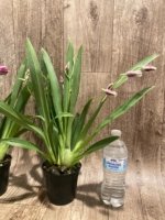 5 Spikes Miltoniopsis Hajime Ono 'Maui Falls' AM/AOS (3.5" Pot) - Image 5