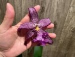Beallara Marfitch ‘Howard’s Dream’ AM/AOS (3.5” Pot) - Image 2