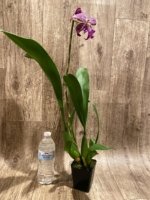 Beallara Marfitch ‘Howard’s Dream’ AM/AOS (3.5” Pot) - Image 3