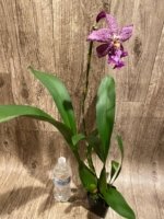 Beallara Marfitch ‘Howard’s Dream’ AM/AOS (3.5” Pot) - Image 4