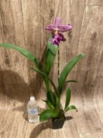 Beallara Marfitch ‘Howard’s Dream’ AM/AOS (3.5” Pot) - Image 5