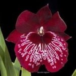 In Spike Miltoniopsis Mario Van Peebles 'Black Falls' (3.5” pot)