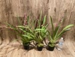 Double Spikes Miltoniopsis Mario Van Peebles 'Black Falls' (3.5” pot) - Image 3