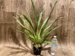 Triple Spikes Miltoniopsis Mario Van Peebles 'Black Falls' (3.5” pot) - Image 3