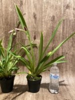 In Spike Miltoniopsis Mario Van Peebles 'Black Falls' (3.5” pot) - Image 5
