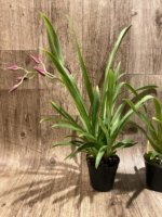 In Spike Miltoniopsis Mario Van Peebles 'Black Falls' (3.5” pot) - Image 4