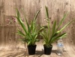 In Spike Miltoniopsis Mario Van Peebles 'Black Falls' (3.5” pot) - Image 6