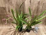 In Spike Miltoniopsis Mario Van Peebles 'Black Falls' (3.5” pot) - Image 3