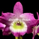 Dendrobium Tdares Angel Emperor "Taichung No. 4 FM Jadeite” (4” pot)