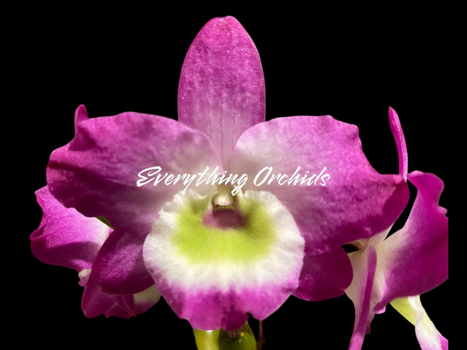 il_fullxfull.8096001235_b0bq.jpg Dendrobium Tdares Angel Emperor "Taichung No. 4 FM Jadeite” (4” pot) - Image 1
