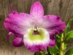Dendrobium Tdares Angel Emperor "Taichung No. 4 FM Jadeite” (4” pot) - Image 3