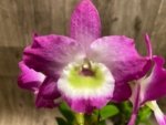 Dendrobium Tdares Angel Emperor "Taichung No. 4 FM Jadeite” (4” pot) - Image 4