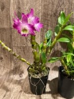 Dendrobium Tdares Angel Emperor "Taichung No. 4 FM Jadeite” (4” pot) - Image 9