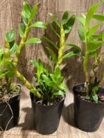 Dendrobium Tdares Angel Emperor "Taichung No. 4 FM Jadeite” (4” pot) - Image 10