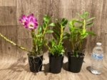 Dendrobium Tdares Angel Emperor "Taichung No. 4 FM Jadeite” (4” pot) - Image 7