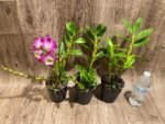 Dendrobium Tdares Angel Emperor "Taichung No. 4 FM Jadeite” (4” pot) - Image 8