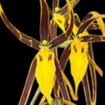 Brassia Daddy Long Legs 'Fred Schwartz' (3.5” pot)