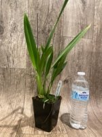 Brassia Daddy Long Legs 'Fred Schwartz' (3.5” pot) - Image 2