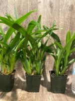 Miltonia Rickhood (Milt. Honolulu x Milt. Candida) (3.5" pot) - Image 6