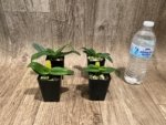 Paph QF Mini Charm (QF Mini x Topaz charm) (BS 2” Pot) - Image 5
