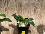 Paph QF Mini Charm (QF Mini x Topaz charm) (BS 2” Pot) - Image 4
