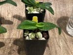 Paph QF Mini Charm (QF Mini x Topaz charm) (BS 2” Pot) - Image 2