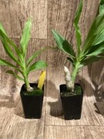 Cycnoches Cygnus Atratus 'lo' x Cyc. barthiorum 'Jungle Mist Freckles' AM/AOS (2” pot) - Image 2