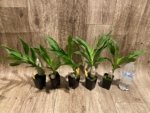 Cycnoches Cygnus Atratus 'lo' × Cyc. cooperi 'Super Dark' (2” pot) - Image 6