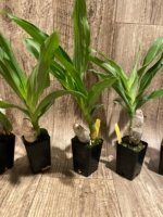 Cycnoches Cygnus Atratus 'lo' × Cyc. cooperi 'Super Dark' (2” pot) - Image 4