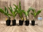 Cycnoches Richard Brandon 'Chocoflan' × Cyc. Cygnus Atratus 'Firebird' AM/AOS (2” pot)