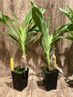 Cycnoches Richard Brandon 'Labor Day' × Cyc. cooperi 'Dark Chocolate (2  pot) - Image 2