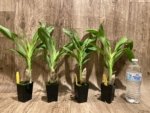 Cycnoches Richard Brandon 'Labor Day' × Cyc. cooperi 'Dark Chocolate (2  pot) - Image 5