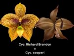 Cycnoches Richard Brandon 'Labor Day' × Cyc. cooperi 'Dark Chocolate (2  pot)