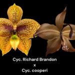 Cycnoches Richard Brandon 'Labor Day' × Cyc. cooperi 'Dark Chocolate (2  pot)
