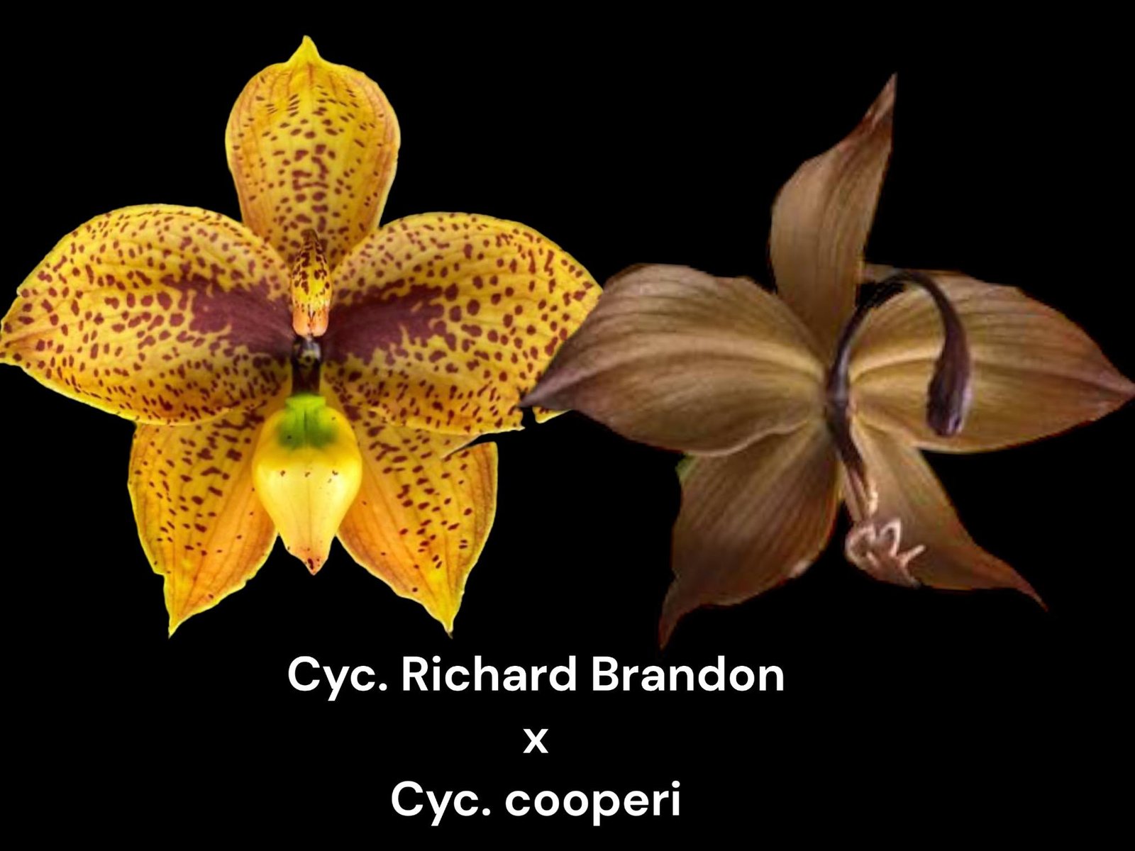 il_fullxfull.8099802853_msor.jpg Cycnoches Richard Brandon 'Labor Day' × Cyc. cooperi 'Dark Chocolate (2 pot) - Image 1