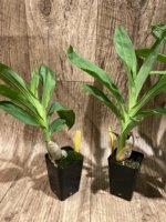 Cycnoches Baker's Paradise 'Brown Sugar' x Cyc. Brown's Choice 'Spotted Swan' (2” pot) - Image 2