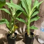 Cycnoches Baker's Paradise 'Brown Sugar' x Cyc. Brown's Choice 'Spotted Swan' (2” pot)
