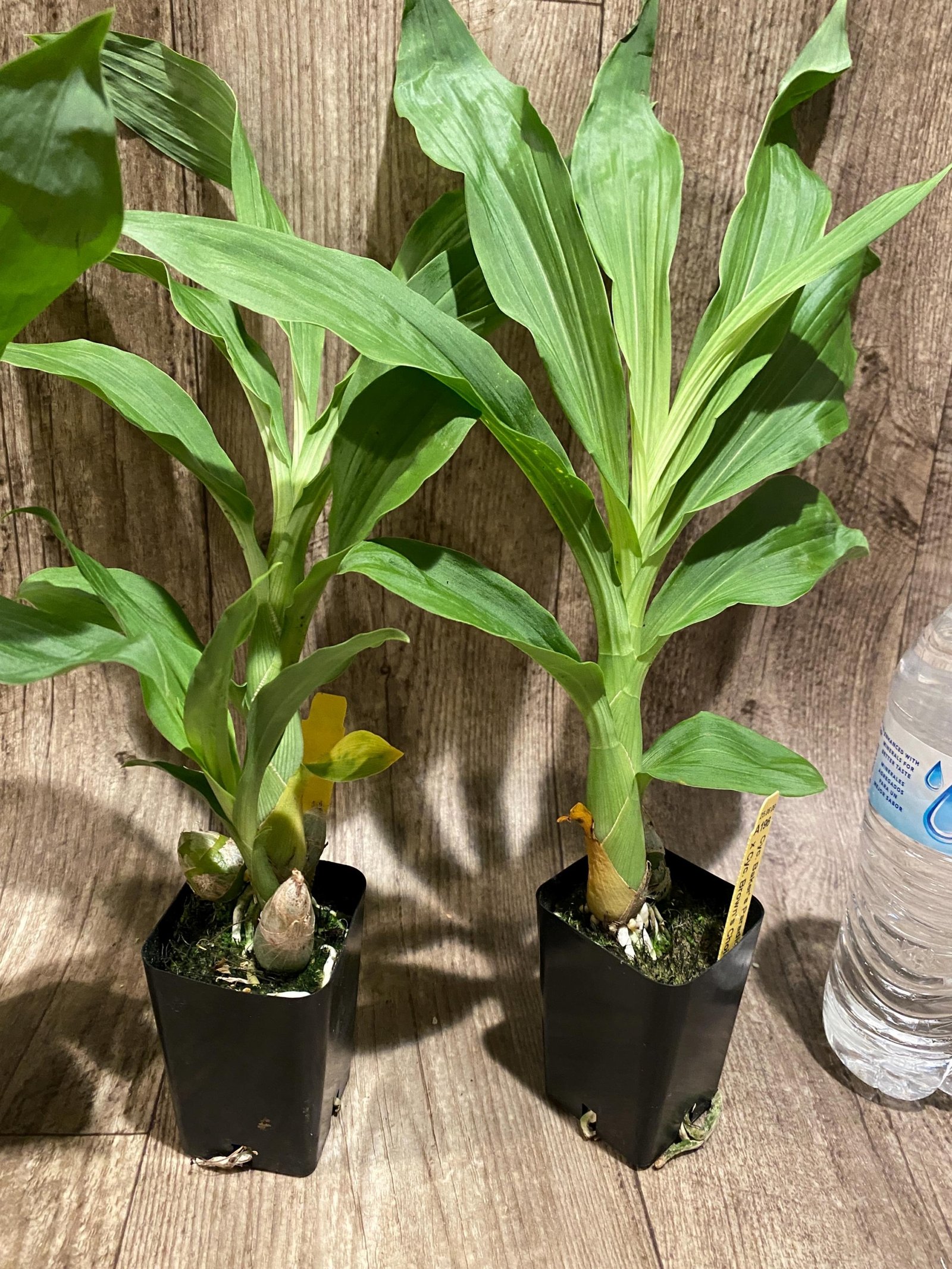 il_fullxfull.8099816373_dk2p.jpg Cycnoches Baker's Paradise 'Brown Sugar' x Cyc. Brown's Choice 'Spotted Swan' (2” pot) - Image 1