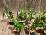 Dendrobium Green Star Jumbo (2” pot) - Image 5