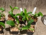 Dendrobium Green Star Jumbo (2” pot) - Image 6